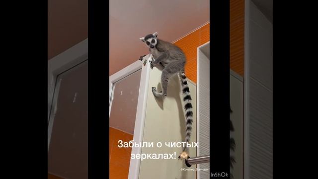 Татошка и К