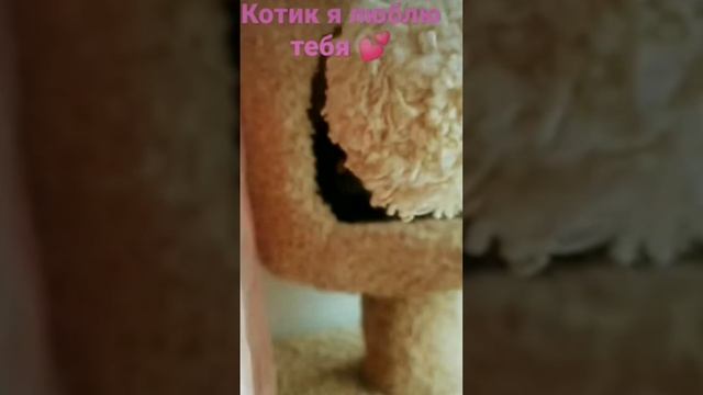 //(YT: 5 апреля, 2023 г.) а вы любите своих домашних животных? 💕