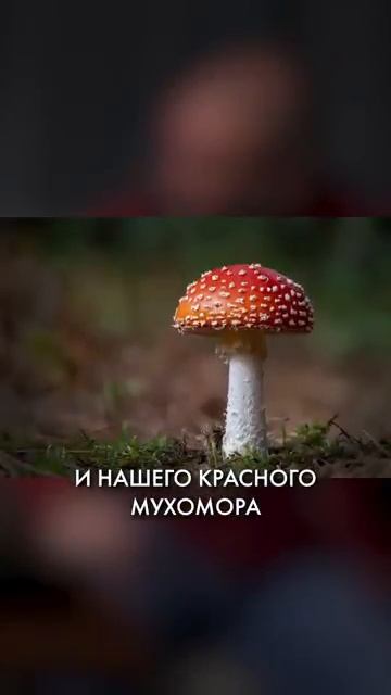 Самый ПОЛЕЗНЫЙ гриб! ЭТО должен знать КАЖДЫЙ!