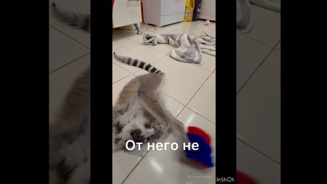 Лемур Татошка и К