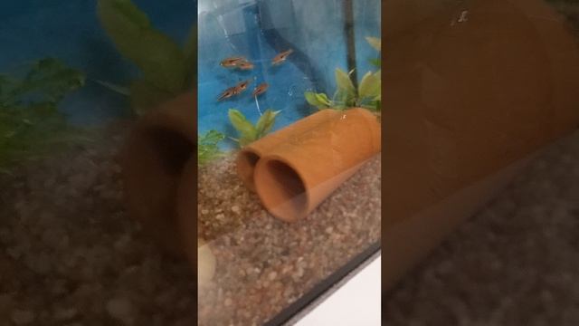 аквариум во время уборки