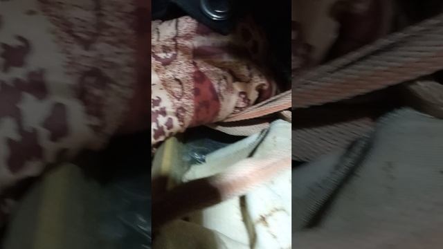 взбунтовался отводок, в зимовнике проблема.