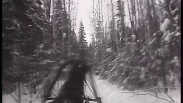 Покто веле, корно сай