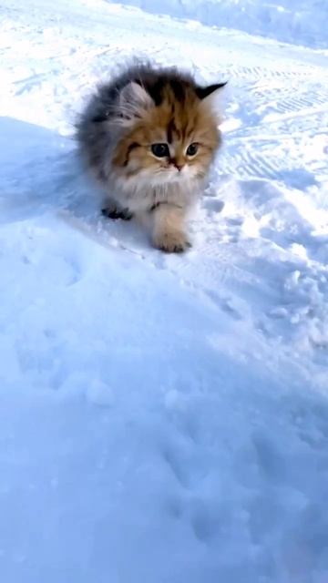 Милые котята #животные#мило