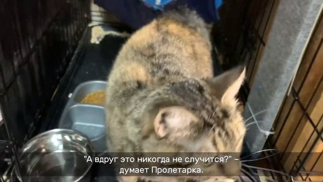 ПРОЛЕТАРКА