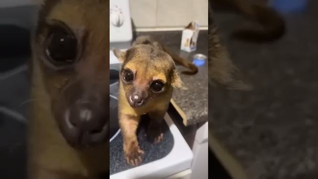 Кинкажу — хищное млекопитающее из семейства енотовых