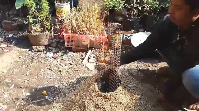 Membuat sekam bakar ( arang sekam) - bonsai project