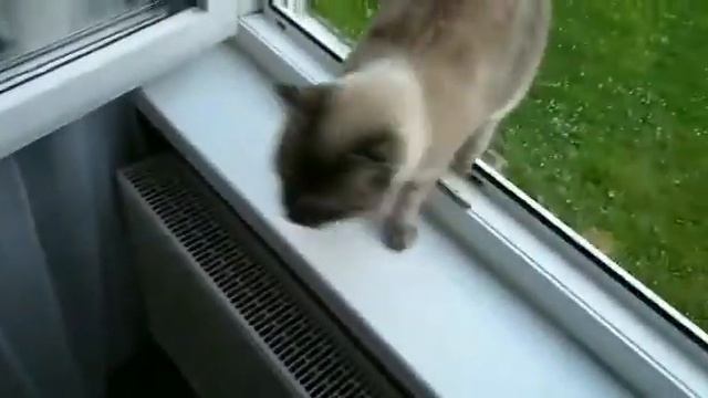 Похоже, что коты не знают про гравитацию