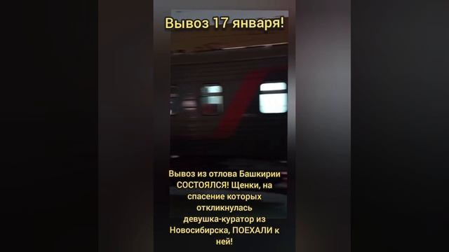 Отправка щенков в Новосибирск