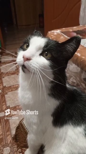 Уставший 🙀 котик