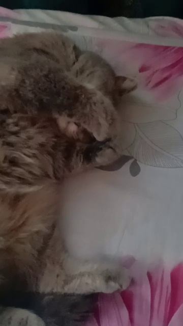 Боня и Кеша спят