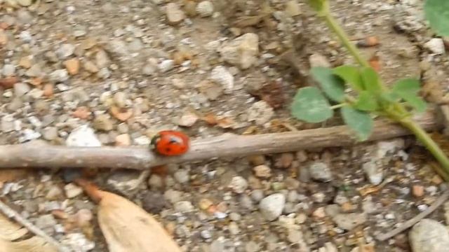 Ladybug in Newton, Kansas