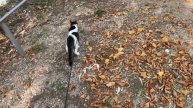 Приехали в Terme Cappasso.Выгуливаю кота и моих маленьких чихуашек