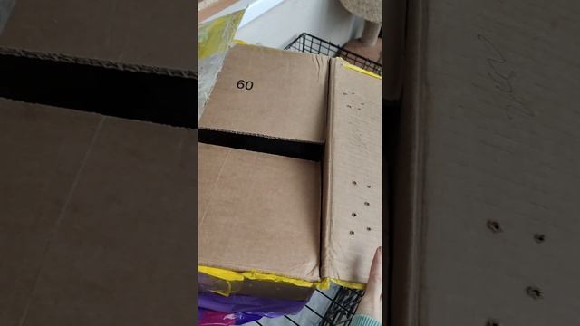 Как много породы на улице. Новый котик.