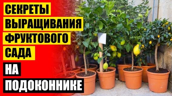 🚫 ВЫРАСТИТЬ ИЗ КОСТОЧКИ В ДОМАШНИХ УСЛОВИЯХ 🔔 КОМНАТНЫЕ РАСТЕНИЯ ЛИМОН УХОД