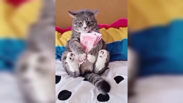 Кошак катается на скейте