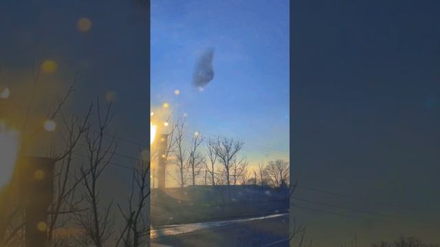 Танец птиц
