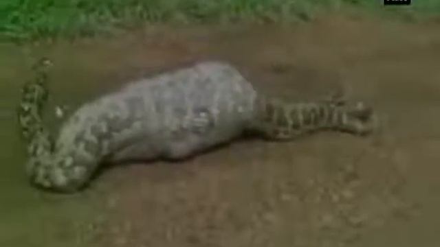 Python was caught on camera swallowing a baby antelope