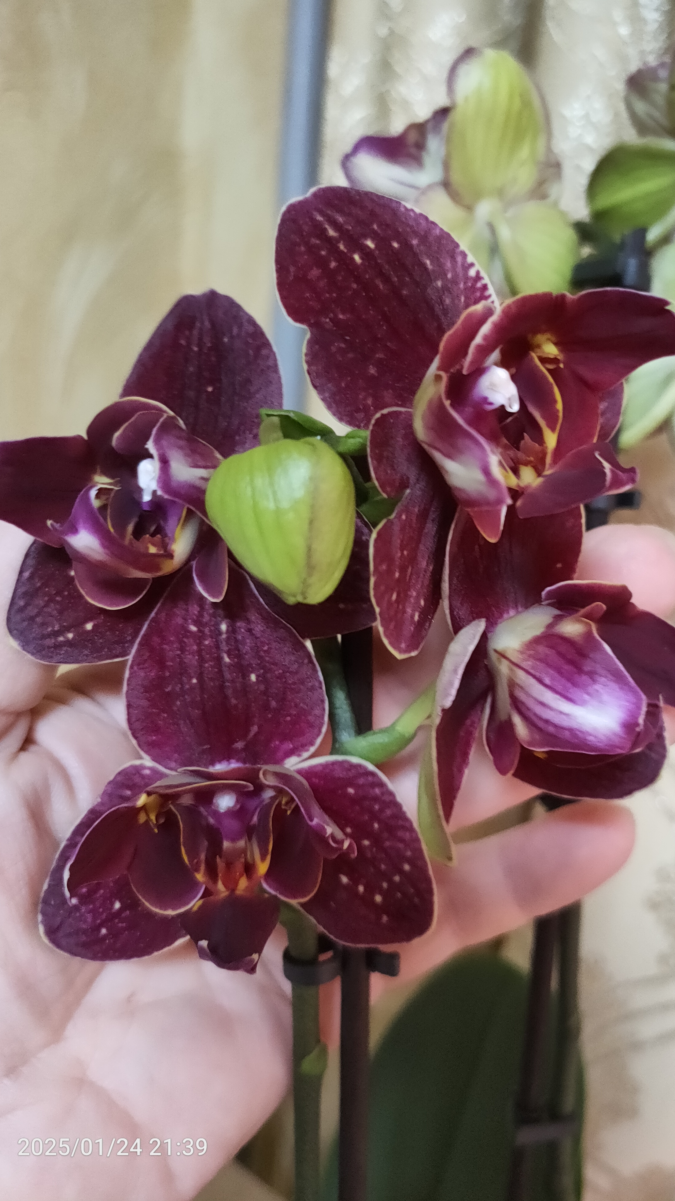 Орхидея фаленопсис Cherry Boom. Бабочка и трилипс.