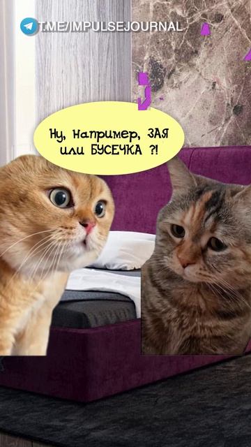 Моя ты #мыкотики #вмем #разговор #анекдот #шутки #животные #юмор #кошки #смешное #мемы #скетчи