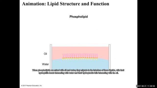 Chapter 2: Organic Molecules