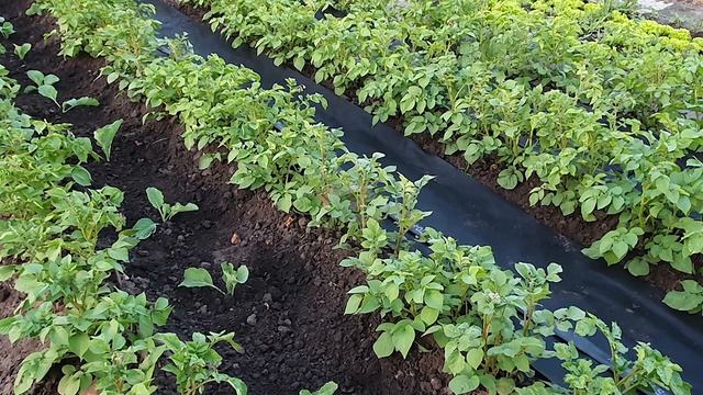 Великий урожай на маленькій ділянці. Ущільнені посадки. Капуста. Хороші сусіди для кращої сумісност
