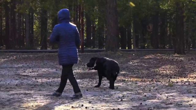 Песня о печорском сосновом бору.
