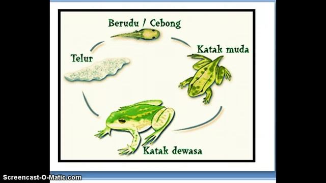 proses metamorfosis pada katak