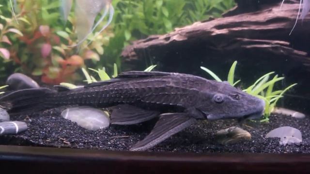 80 Gal Freshwater Angelfish Tank