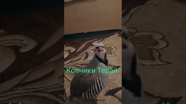 АРМУҒОНИ 2023 БА  КАБКШИКОРОНИ ДУР АЗ ВАТАН КАБК БО ЛАҚАБИ "КОПЧИКИ ТЕРАЙ" ДАР ДОХИЛИ ХОНА  МЕСАРОЯ