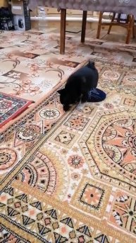 грахотуля 1 мес