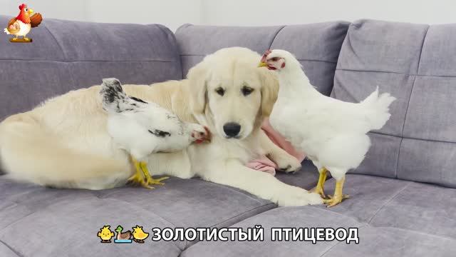 Щенок с цыплятами и утятами 🐤🦆🐶 Золотистый ретривер птицевод ❣️🥰😂 (12)