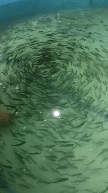 VID_20250125_160729.mp4