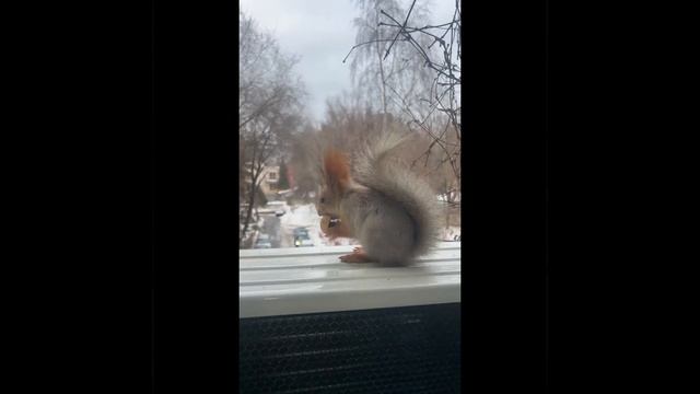 Белка