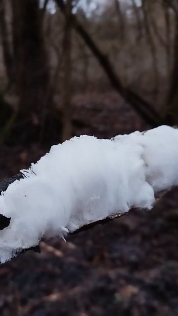 ❗Грибы - Ледяные волосы❗ #shorts #short #shortvideo #nature #funny #mushroom #грибы #природа #лес