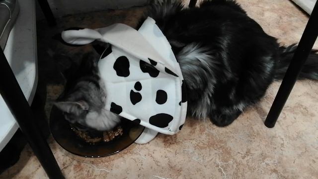 VID_20250121_111750.mp4