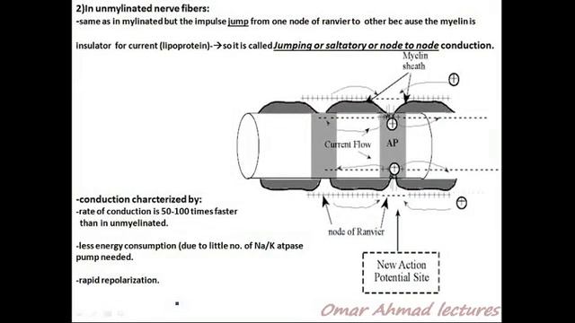 11 conduction Of Nerve Impulse 3