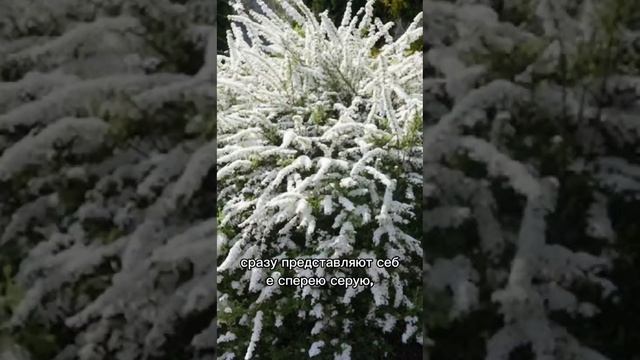 Посади их ✅ в новом саду.mp4