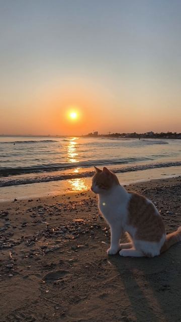 Котэ встречает закат на Кипре