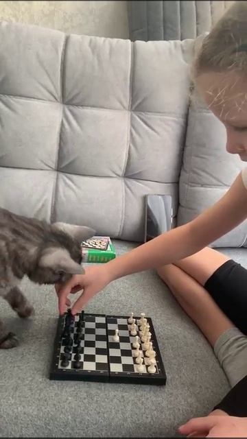 Шахматы с котом