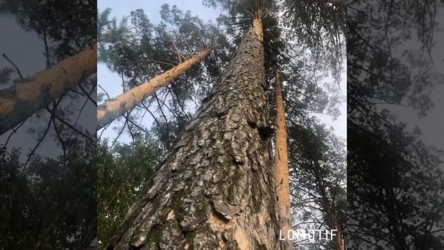 Видео ролик для вас.