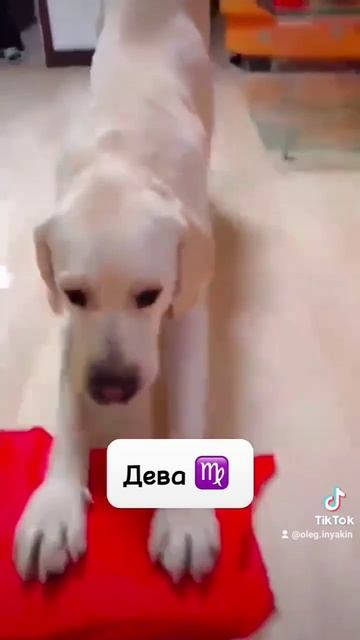 2025-01-26-132531211.mp4