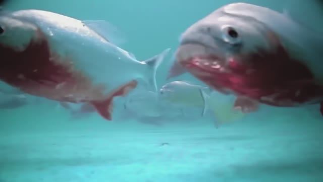 The WEIRDEST and Most EXTREME Experiments of Jeremy Wade   River Monsters