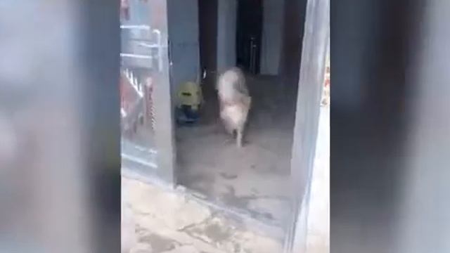 Хозяйственный пёс