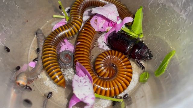 Great Giant Yellow Millipedes and Giant Black Beetle with Lot of Small Beetles Swim Water #insects