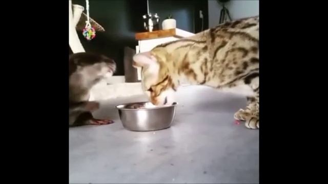 17 кот и выдра