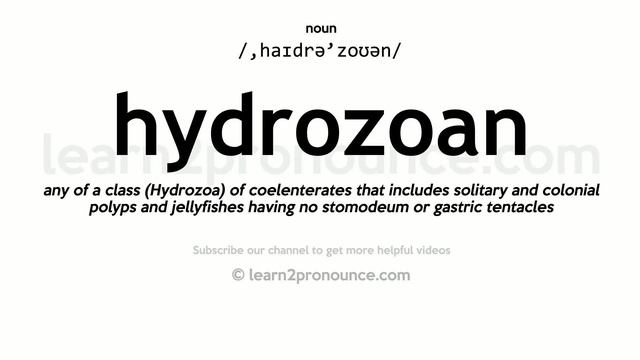 Pronunciation of Hydrozoan | Definition of Hydrozoan