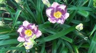 Daylily Garden tour June 2020