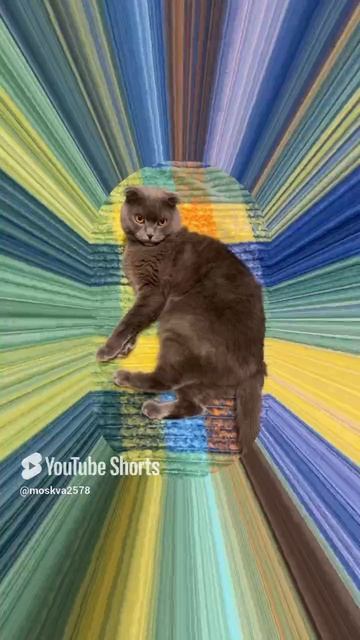 🔴КОТ СМОКИ🔴