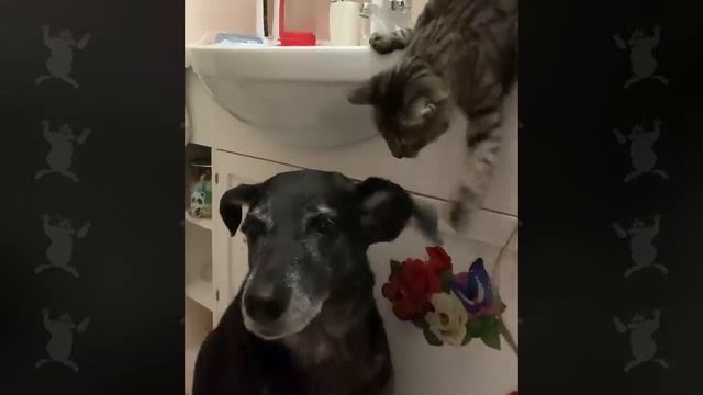 Когда собаки и кошки становятся лучшими друзьями ❤️!!!!